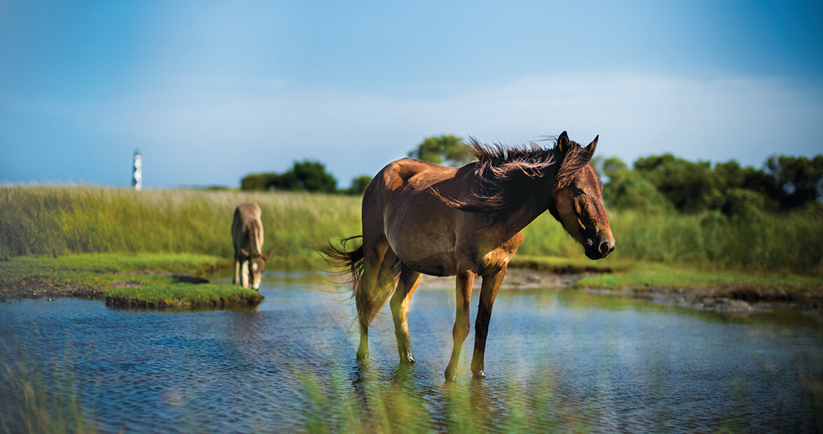 Wild horses wading in a marsh with Cape Lookout Lighthouse in the background on the Crystal Coast of North Carolina
