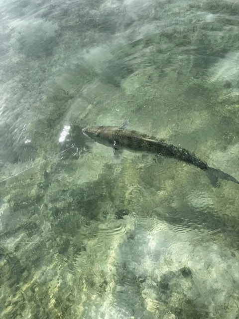 Bonefish in the shallows on the Andros flats Bahamas