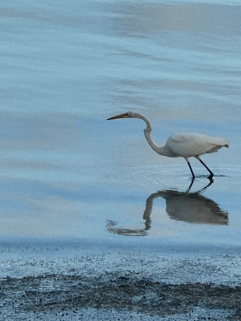 Great egret wading in still water with perfect reflection Andros Bahamas
