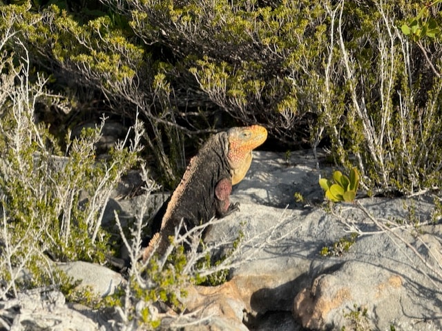 Iguana on Andros Bahamas