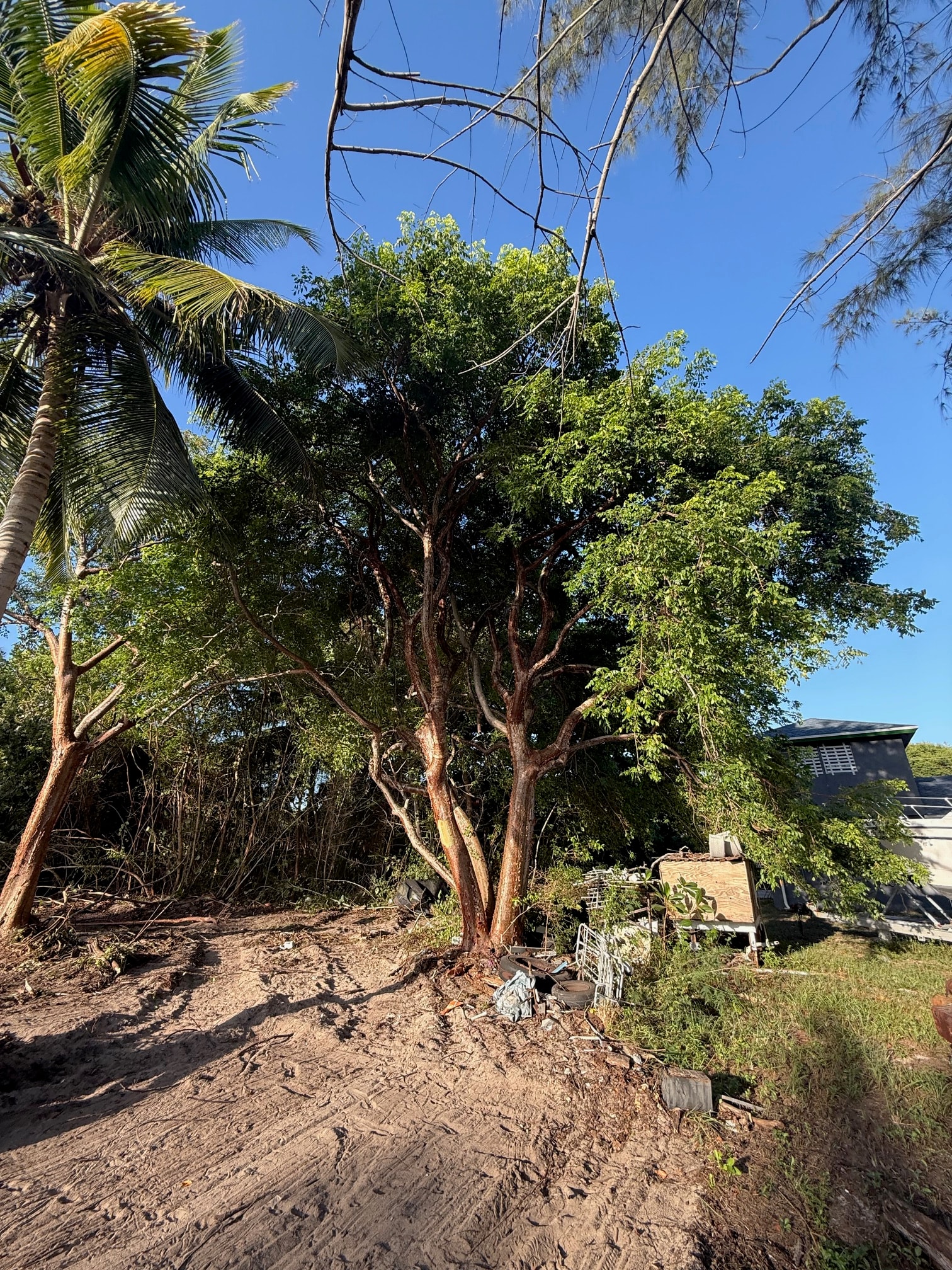 The kamalame tree on the grounds of Moxie Girl 2 Andros Bahamas with coconut palms