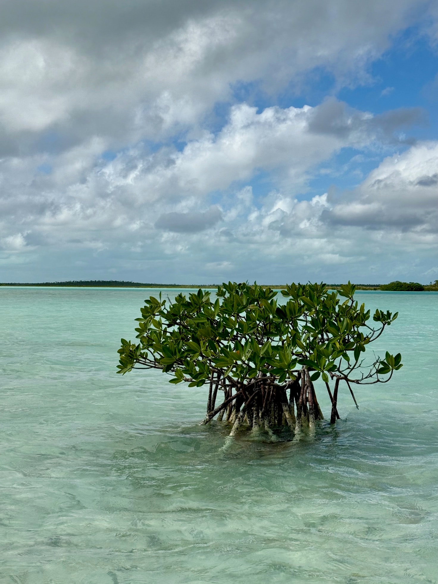 Lone mangrove tree standing in crystal clear turquoise Andros flats water under cloudy sky
