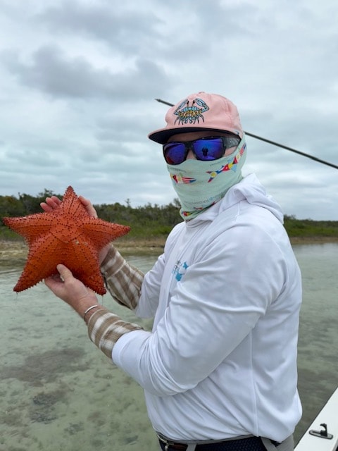 Red cushion starfish held up on the Andros flats Bahamas