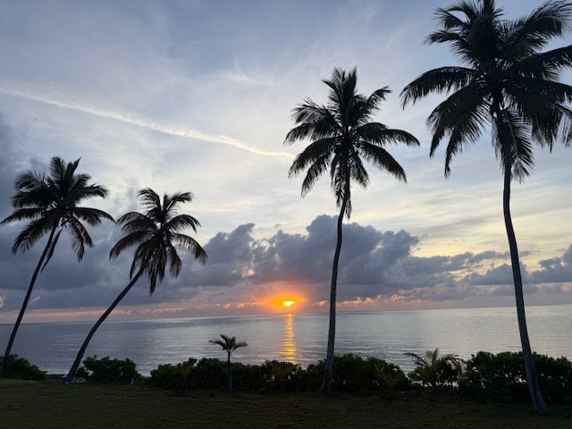 Sunrise over the ocean through coconut palms Andros Bahamas
